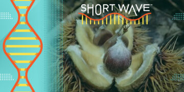 What happened to the American chestnut tree? : Short Wave : NPR