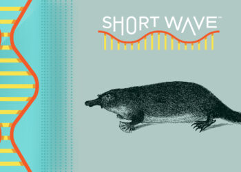 What can we learn from The Vertebrate Genome Project? : Short Wave : NPR