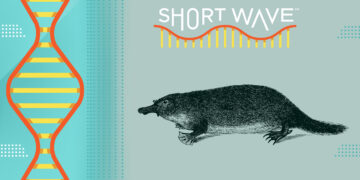 What can we learn from The Vertebrate Genome Project? : Short Wave : NPR