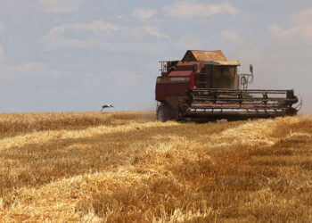 How Ukrainian farmers are using the cover of war to escape taxes