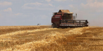 How Ukrainian farmers are using the cover of war to escape taxes