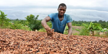 Why the global cocoa market is melting down
