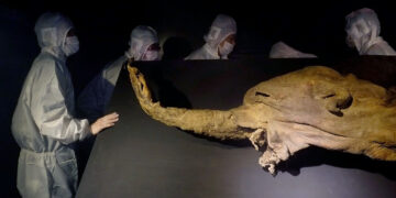 Freeze-dried chromosomes can survive for thousands of years