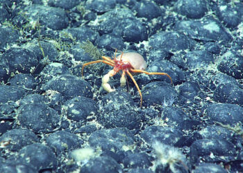 The deep sea is home to “dark oxygen”