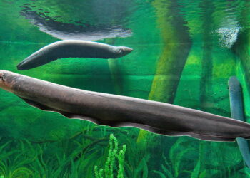 New batteries are stretchable enough to wear against the skin