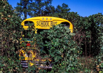 Climate change could reawaken harmful invasive plants