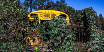 Climate change could reawaken harmful invasive plants