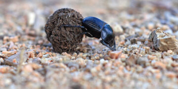 The noisome economics of dung beetles