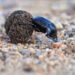 The noisome economics of dung beetles