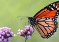 U.S. Proposes Listing Monarch Butterflies Under Endangered Species Act To Aid Recovery