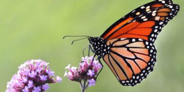 U.S. Proposes Listing Monarch Butterflies Under Endangered Species Act To Aid Recovery