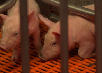 The US farm where pigs are bred for human organ transplants