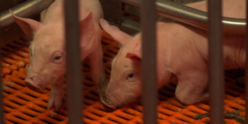 The US farm where pigs are bred for human organ transplants