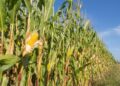 Ancient Corn Discovery in Brazil Challenges Maize’s Origin Story