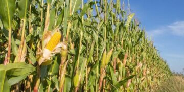 Ancient Corn Discovery in Brazil Challenges Maize’s Origin Story