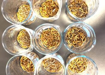 Could Plastic-Eating Bugs Be the Key to Solving Our Microplastic Problem?