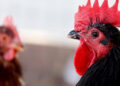 First severe human case of bird flu in US sparks pandemic concerns