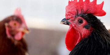 First severe human case of bird flu in US sparks pandemic concerns