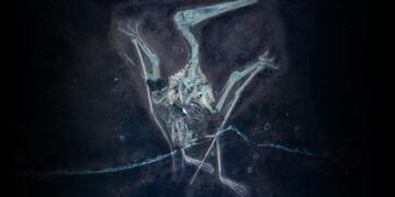 A Jurassic Family Reunion: 50 New Pterodactylus Relatives Found