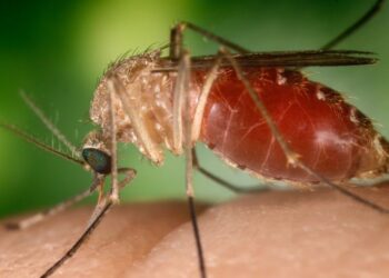 This Tropical Virus Is Spreading Out of the Amazon to the US and Europe