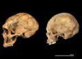 Rewriting Evolution: Study Shows Neanderthals and Humans Were Not the Same Species