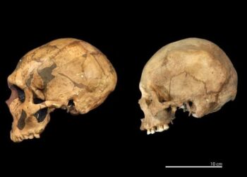 Rewriting Evolution: Study Shows Neanderthals and Humans Were Not the Same Species
