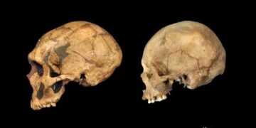 Rewriting Evolution: Study Shows Neanderthals and Humans Were Not the Same Species