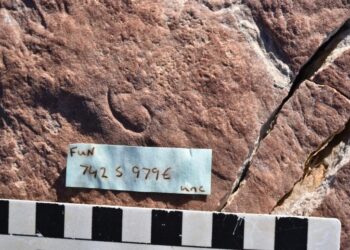 Groundbreaking 555-Million-Year-Old Fossil Discovery Sheds Light on One of Evolution’s Greatest Mysteries