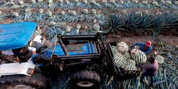 Falling demand leaves Mexico with a 500mn-litre tequila lake