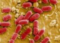Attempts to create synthetic ‘mirror’ bacteria must be stopped as it could kill off humans, scientists warn | Science, Climate & Tech News