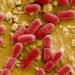 Attempts to create synthetic ‘mirror’ bacteria must be stopped as it could kill off humans, scientists warn | Science, Climate & Tech News