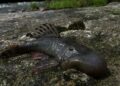 ‘Blob-headed’ fish and semi-aquatic mouse among 27 newly discovered species in Peru | Science, Climate & Tech News