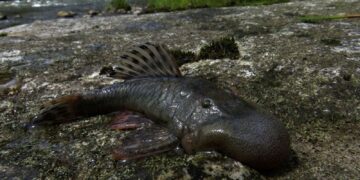 ‘Blob-headed’ fish and semi-aquatic mouse among 27 newly discovered species in Peru | Science, Climate & Tech News