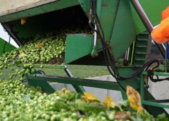 Brussels sprouts expected to be 25% bigger this year | UK News