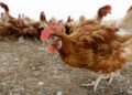 UK prepares five million vaccine doses in case of bird flu pandemic | UK News