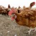 UK prepares five million vaccine doses in case of bird flu pandemic | UK News