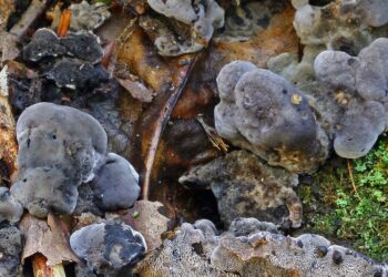 Toothy toadstools and ghost palms among new species named by Royal Botanic Gardens in 2024 | Science, Climate & Tech News