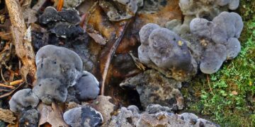 Toothy toadstools and ghost palms among new species named by Royal Botanic Gardens in 2024 | Science, Climate & Tech News