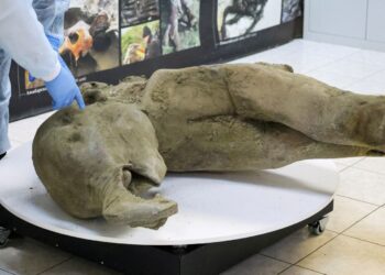 Remains of ‘remarkably well preserved’ baby mammoth unveiled by scientists | Science, Climate & Tech News