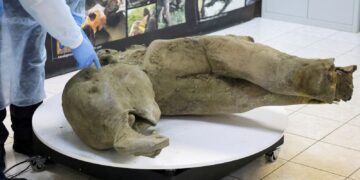 Remains of ‘remarkably well preserved’ baby mammoth unveiled by scientists | Science, Climate & Tech News