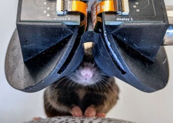 Scientists build tiny virtual reality goggles for mice | Science, Climate & Tech News