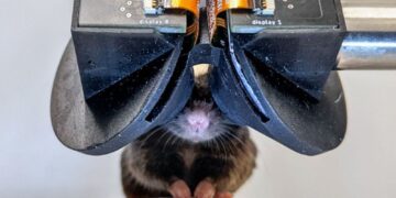 Scientists build tiny virtual reality goggles for mice | Science, Climate & Tech News