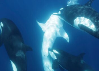 Killer whale pod develops unique technique to hunt world’s largest fish | Science, Climate & Tech News
