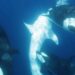 Killer whale pod develops unique technique to hunt world’s largest fish | Science, Climate & Tech News