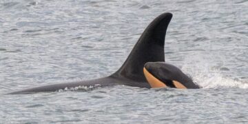 Killer whale Tahlequah who carried dead calf in ‘show of grief’ gives birth again – but experts are concerned | US News