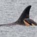 Killer whale Tahlequah who carried dead calf in ‘show of grief’ gives birth again – but experts are concerned | US News