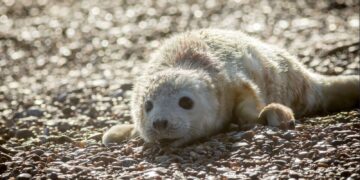 Environment’s winners and losers in 2024 – as 2025 set to be hottest year on record | Science, Climate & Tech News