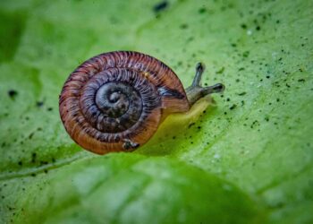 These pea-sized snails were considered extinct for 100 years – now they’re being released into the wild | Science, Climate & Tech News