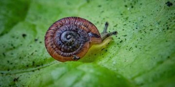 These pea-sized snails were considered extinct for 100 years – now they’re being released into the wild | Science, Climate & Tech News