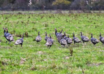 The bird flu circulating is affecting birds and cattle, and even cats and dogs : Shots